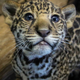 Illustration for article titled Name a Jaguar!